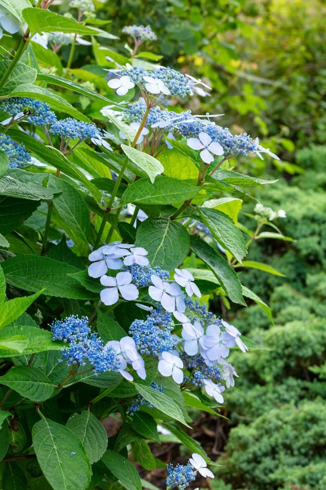HulyaKolabasPhotography-StamfordGarden__006.jpg