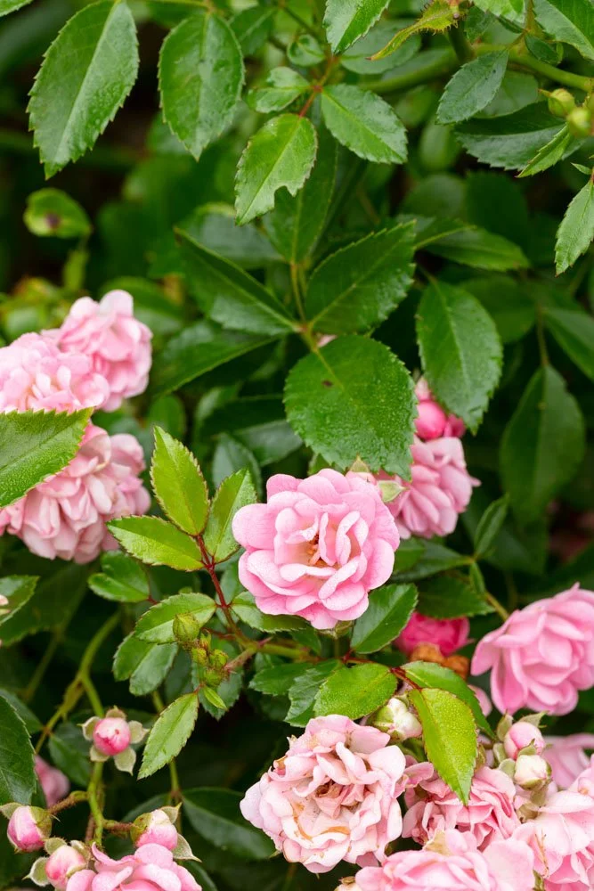 HulyaKolabasPhotography-StamfordGarden__015.jpg