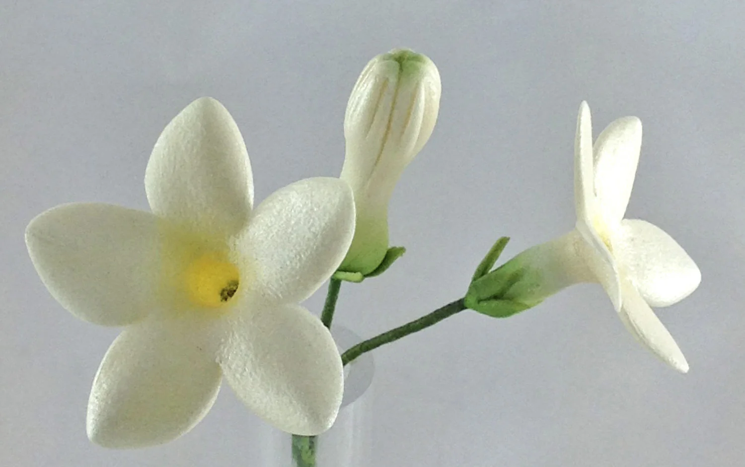 Stephanotis
