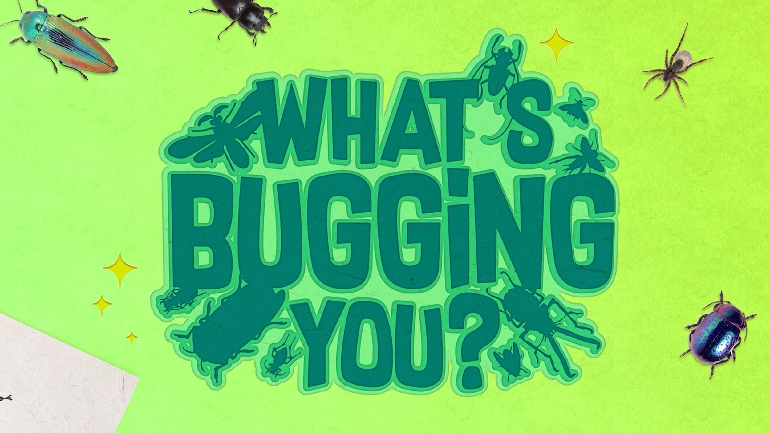 Whats Bugging You