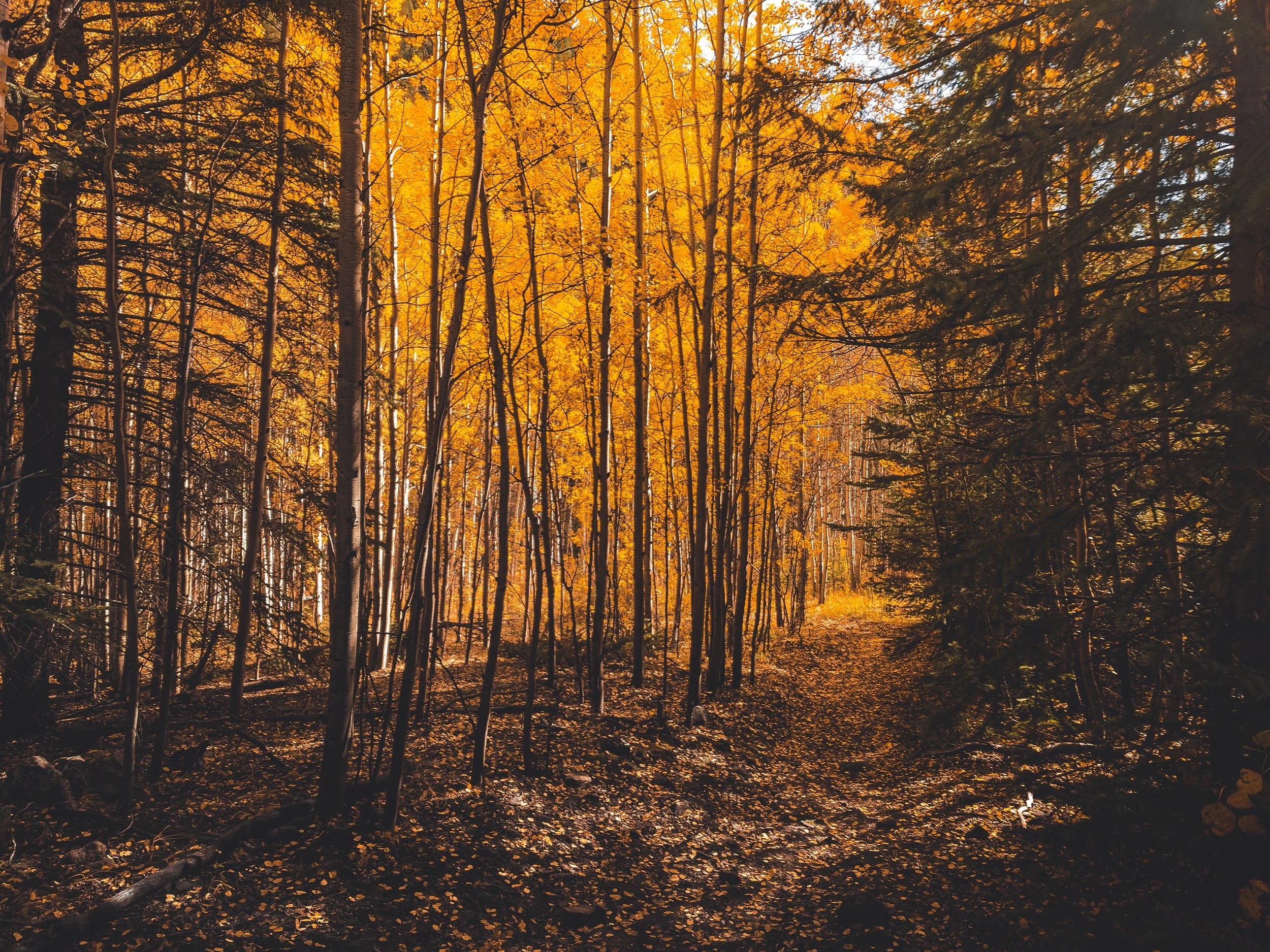 The Man in the Woods - A Real Life Parable
