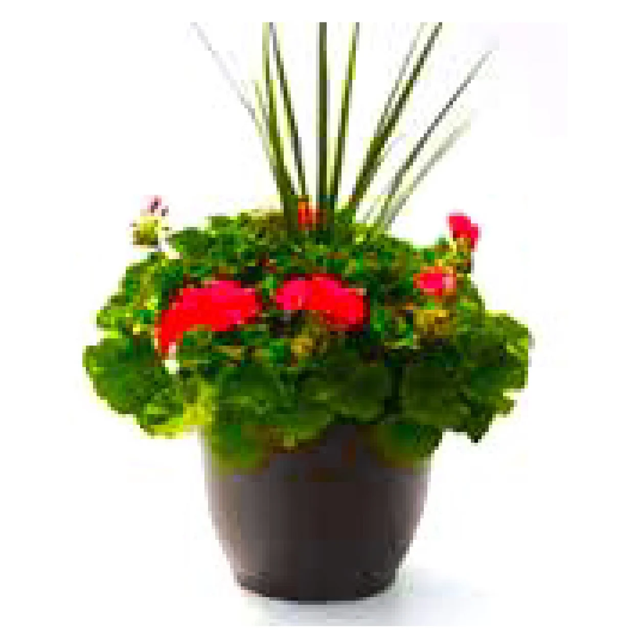 product_geraniumplanter1.jpg