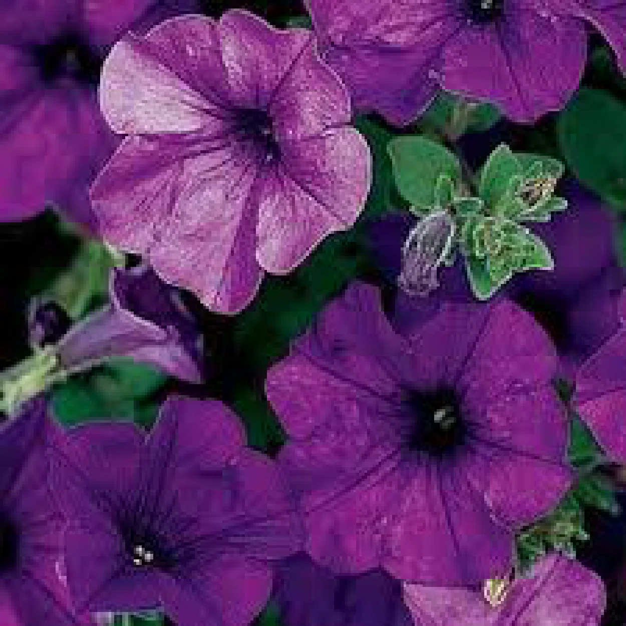 product_petunia1.jpg
