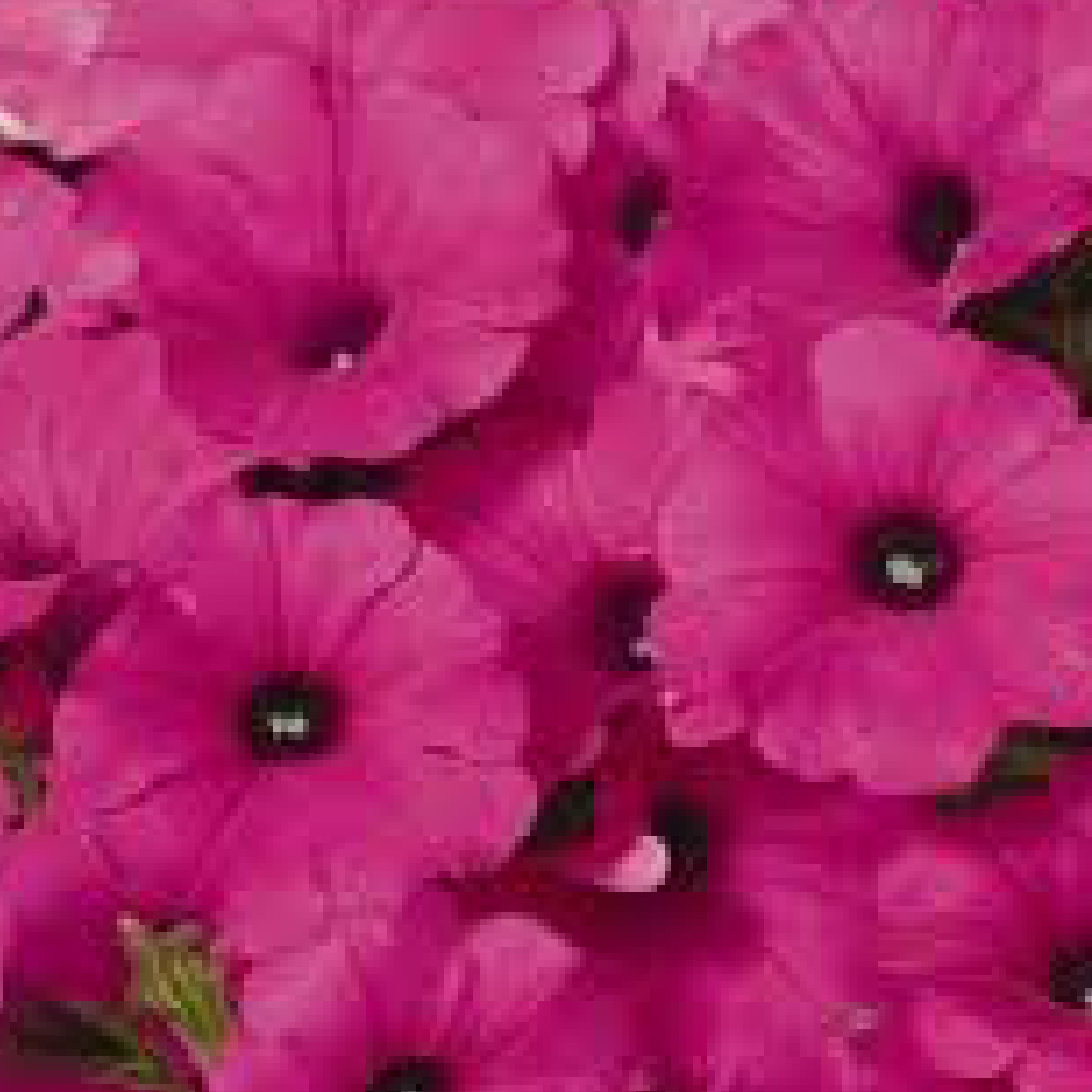 product_petunia2.jpg