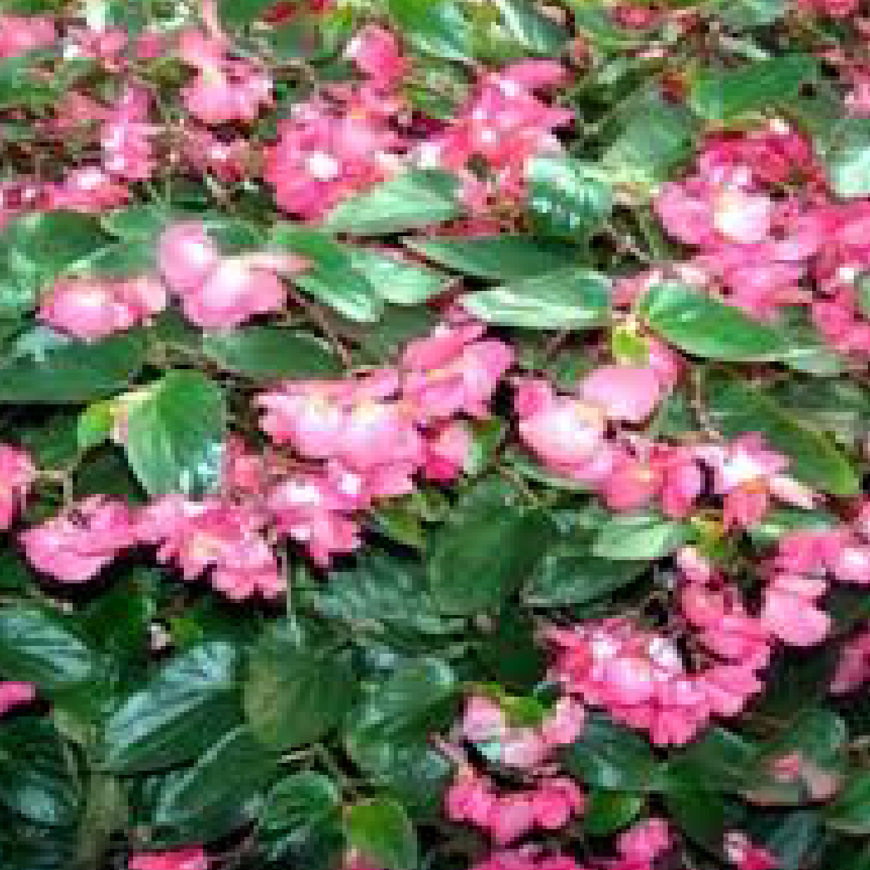 product_begonia1.jpg