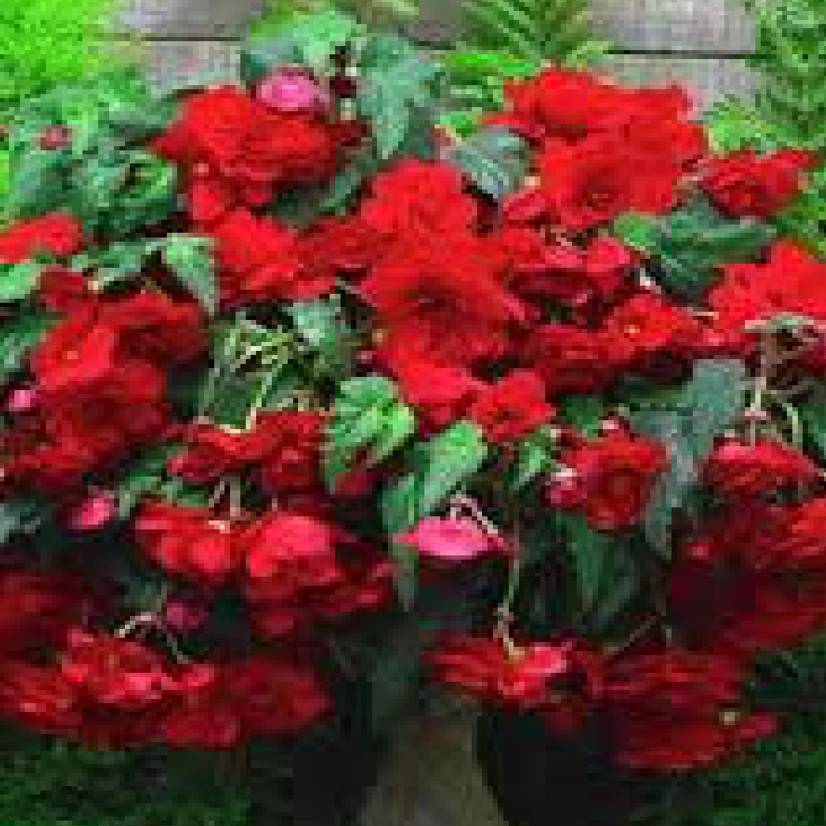 product_begonia2.jpg