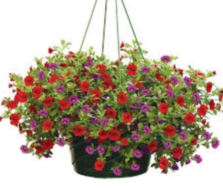 MILLION BELLS PETUNIA BASKET (full sun)
