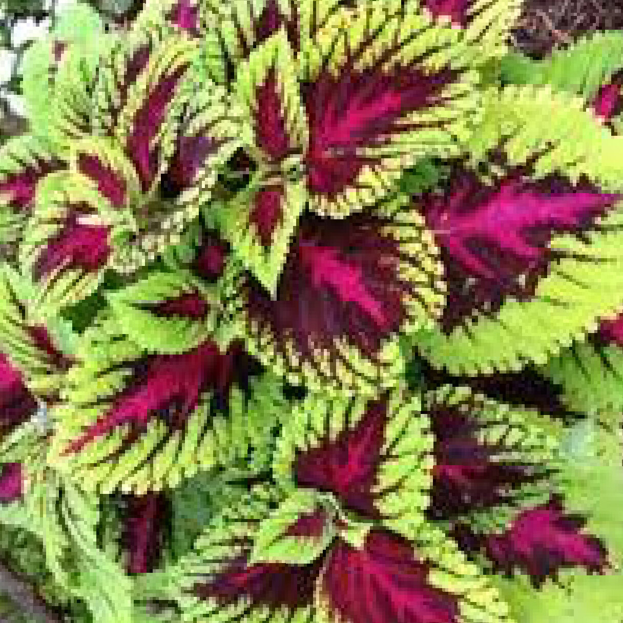 COLEUS BASKET (shade/part sun)