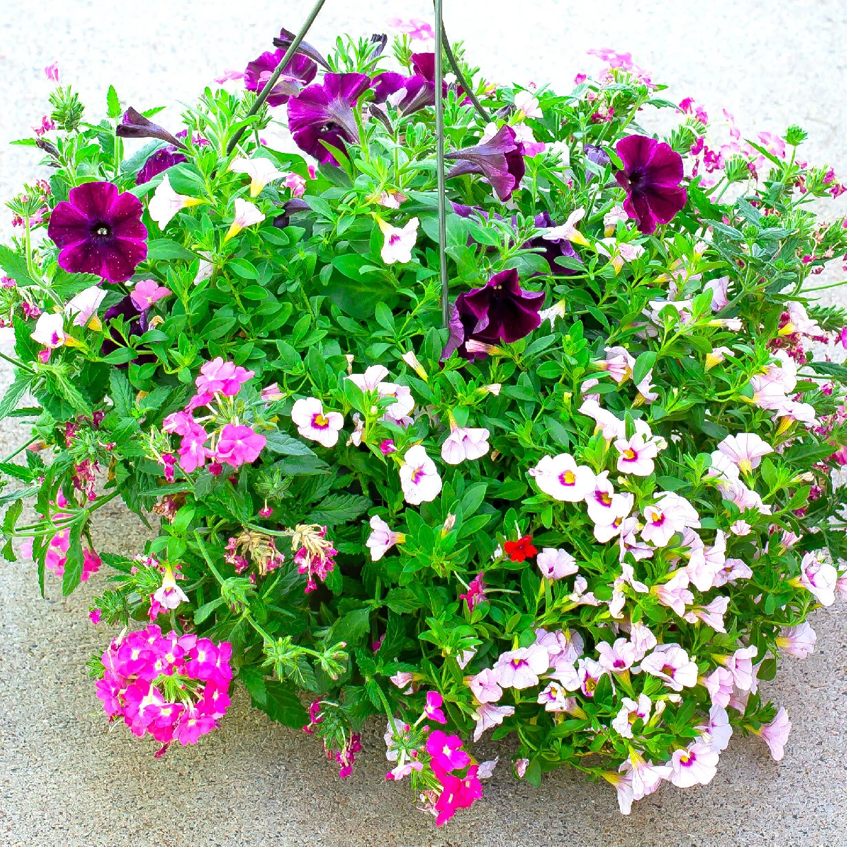 COMBINATION BASKET (full sun)