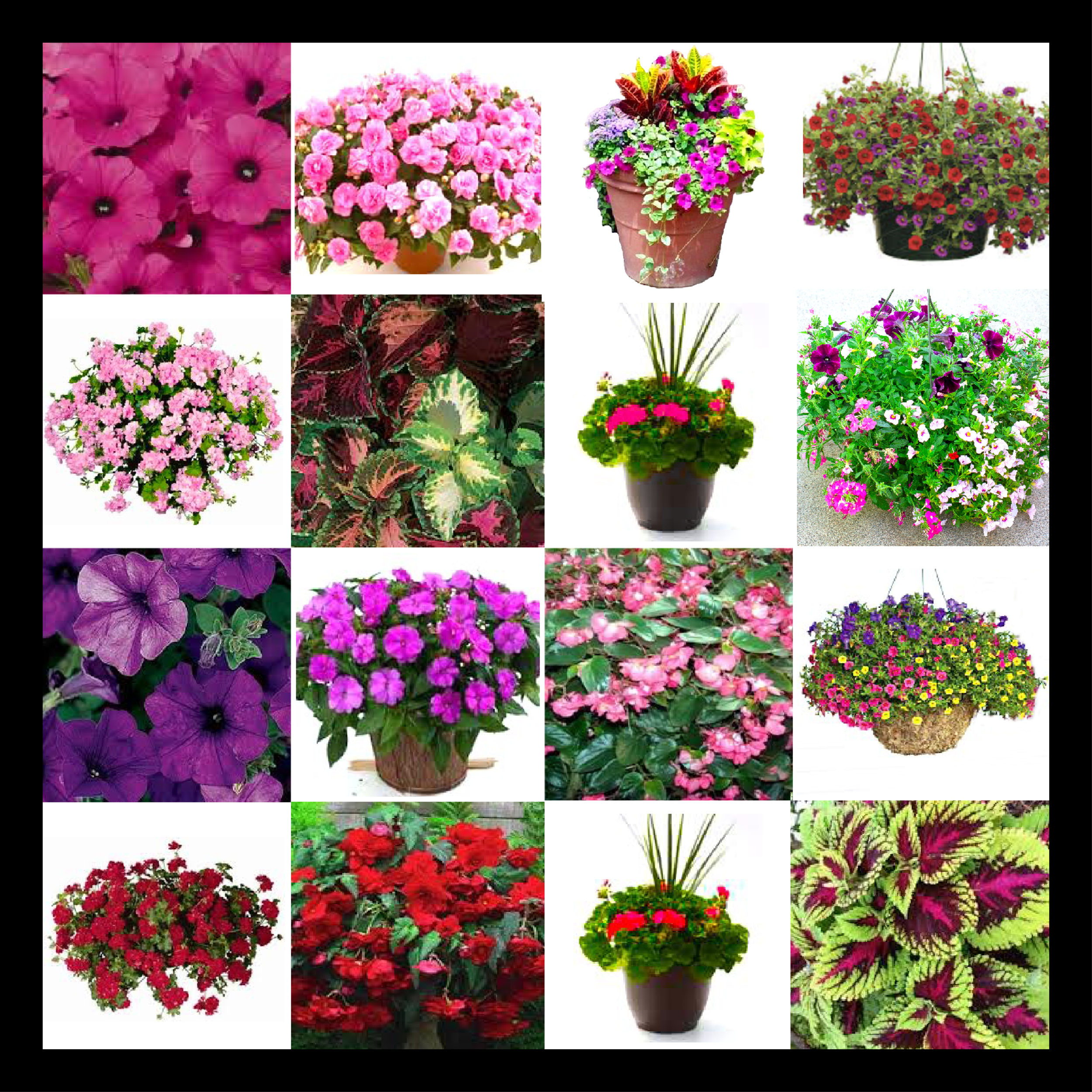 flowerselection.png
