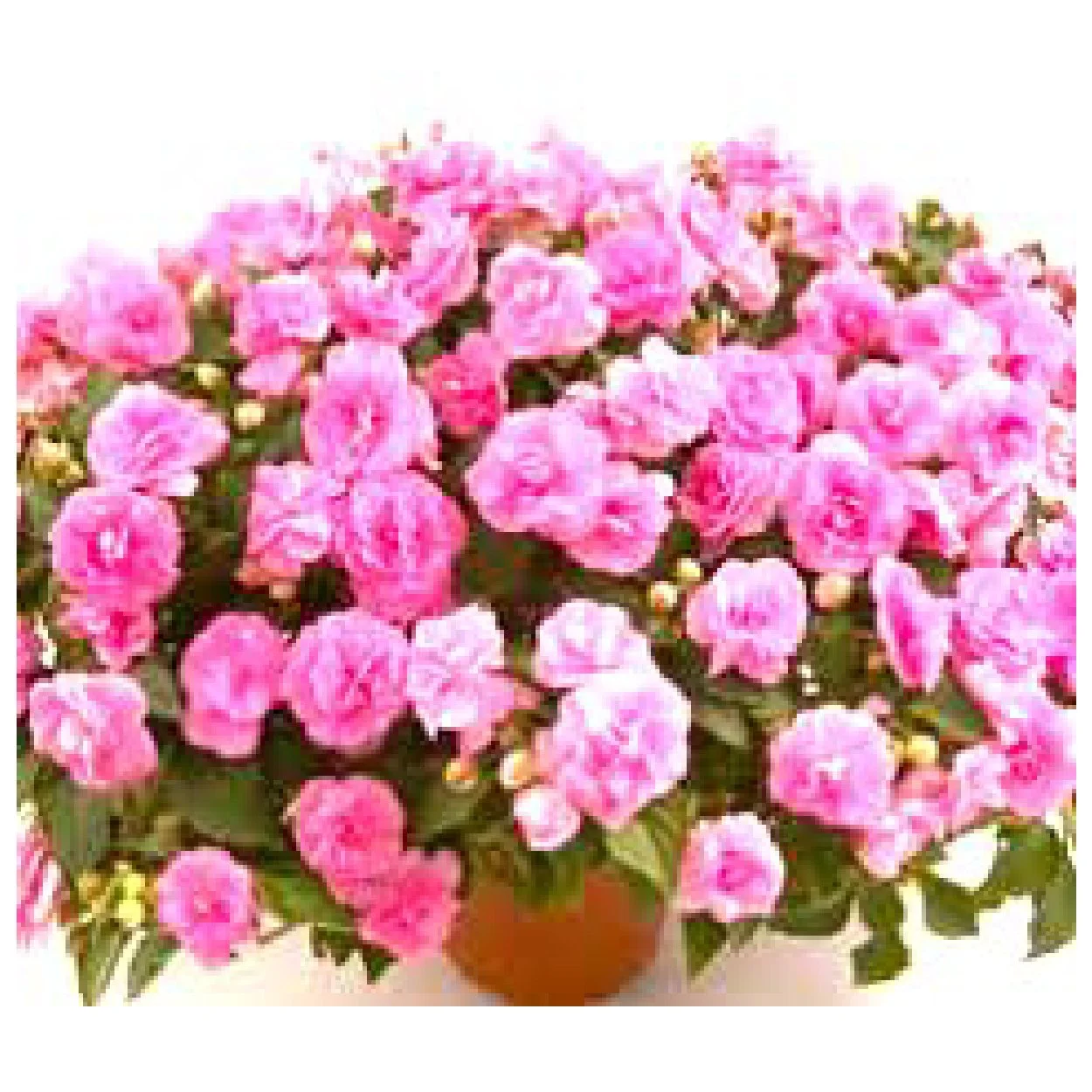 DOUBLE ROSE PINK IMPATIENS BASKET (shade)