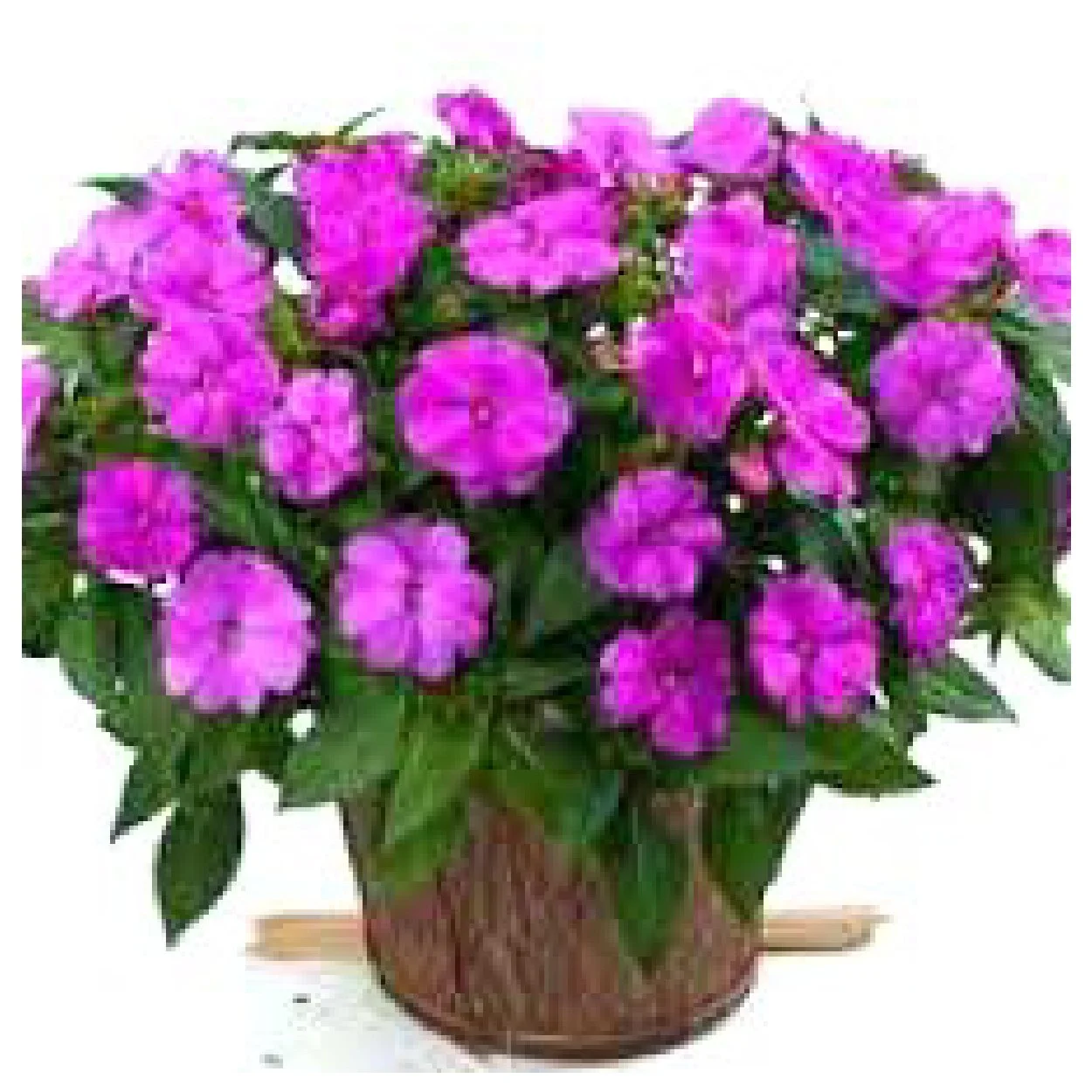 LAVENDER NEW GUINEA IMPATIENS BASKET (shade)