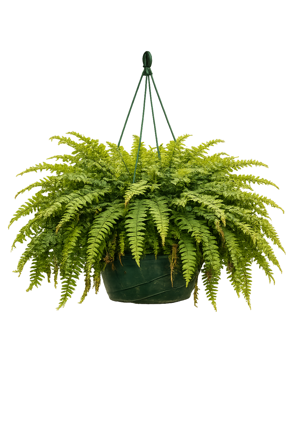 FERN HANGING BASKET (shade/part sun)