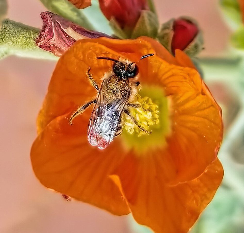 Mallow Bee National Geographic is coming to town... β GEOPHOTOSCAPES