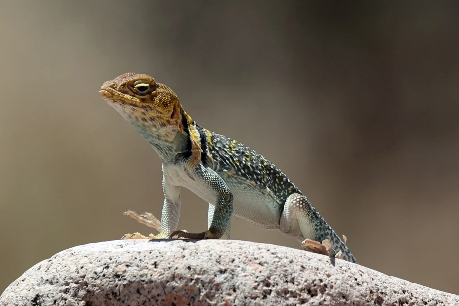 collared lizard.jpg