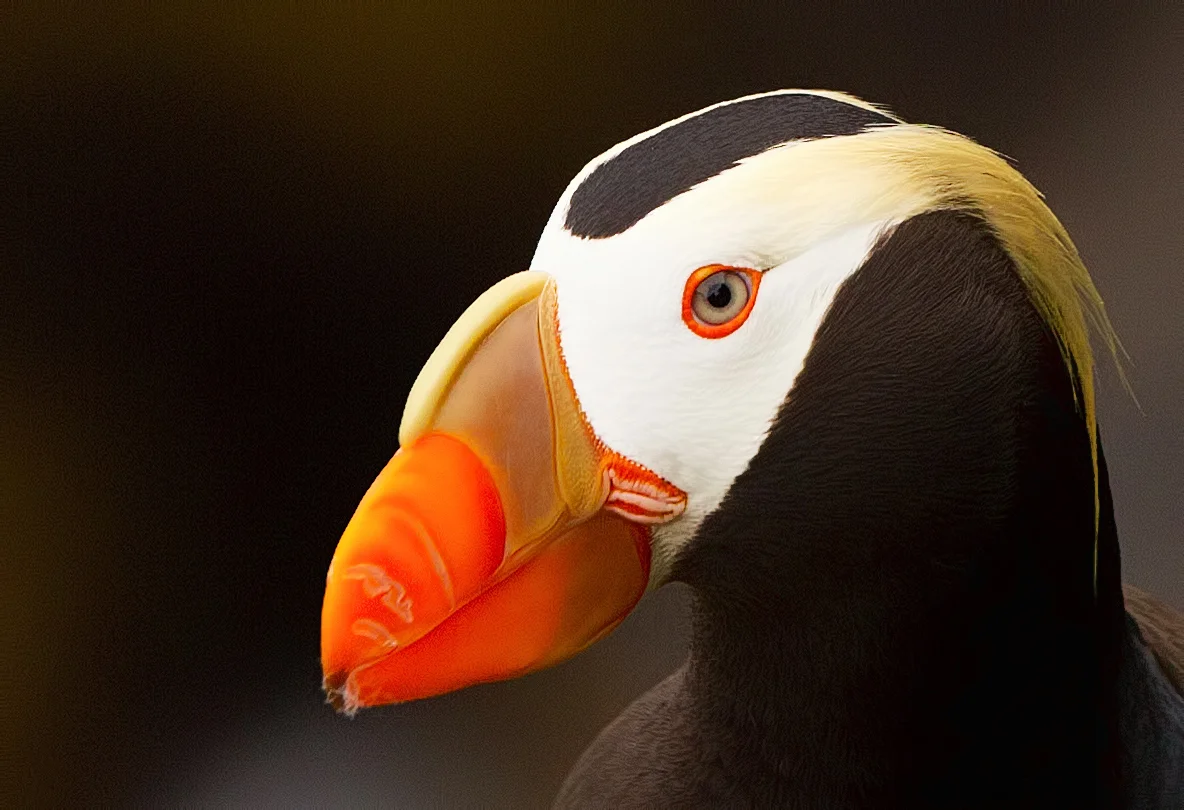 tufted puffin portrait.jpg