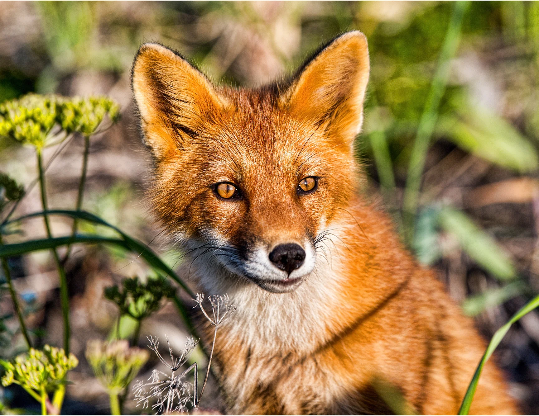 smiling red fox atlasova.jpg