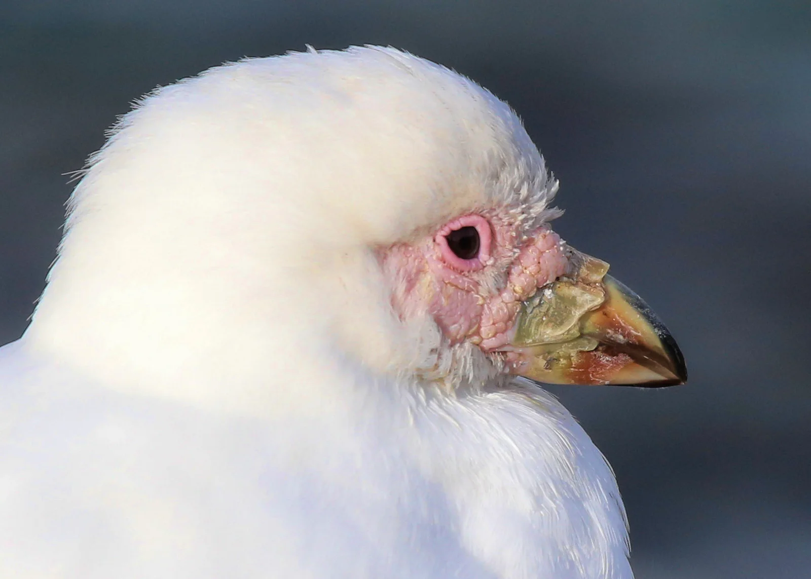 49-pale faced sheathbill esperanza.jpg