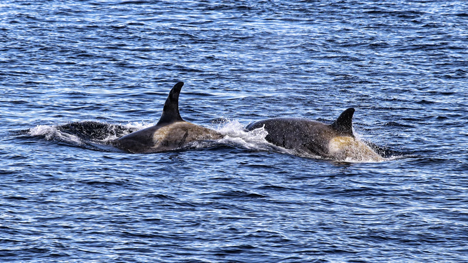 30-crisp orcas.jpg