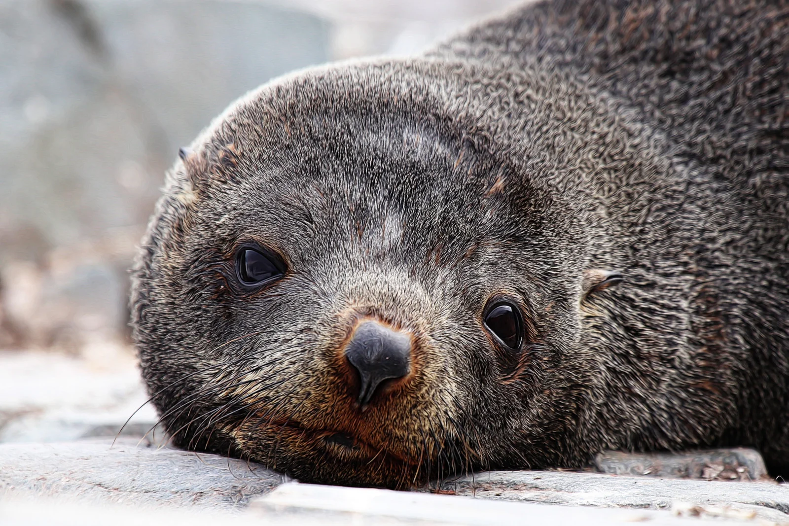 021-antarctic fur seal.jpg