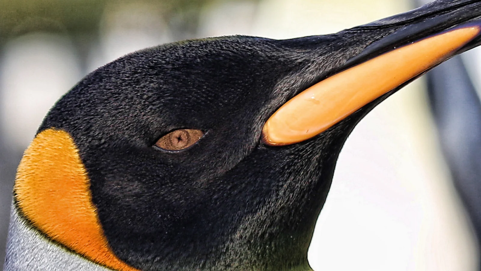 124-king penguin eye.jpg