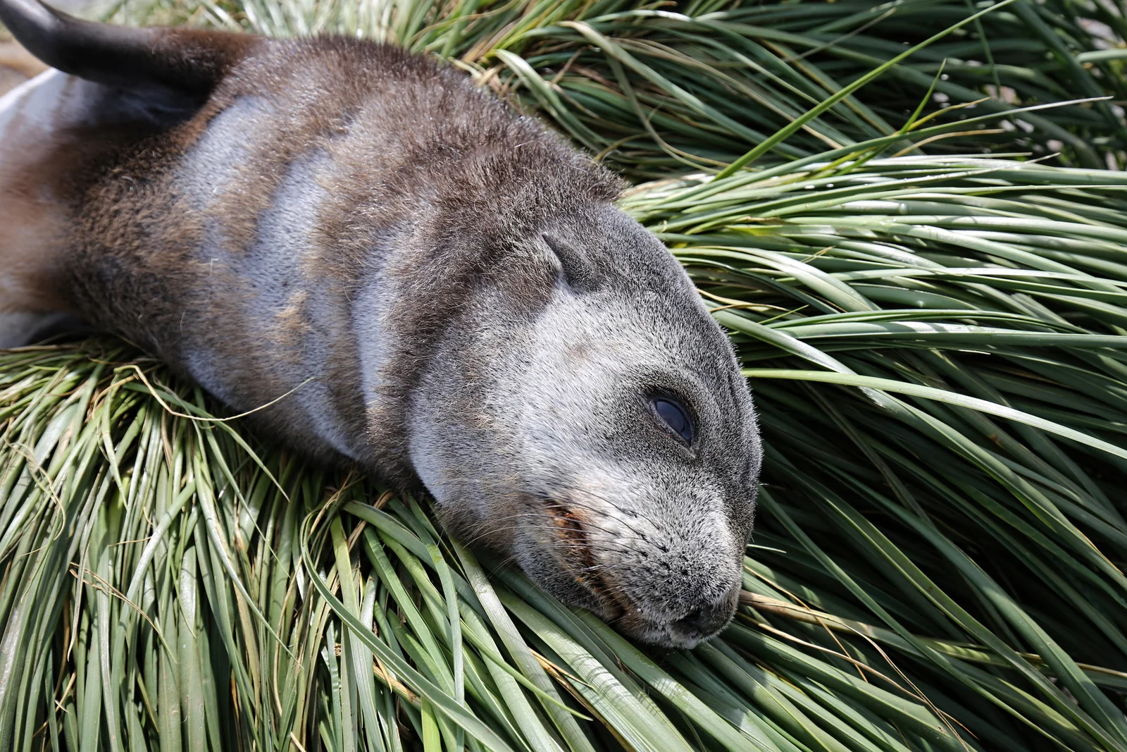 092-fur seal pup tussoc prion.jpg