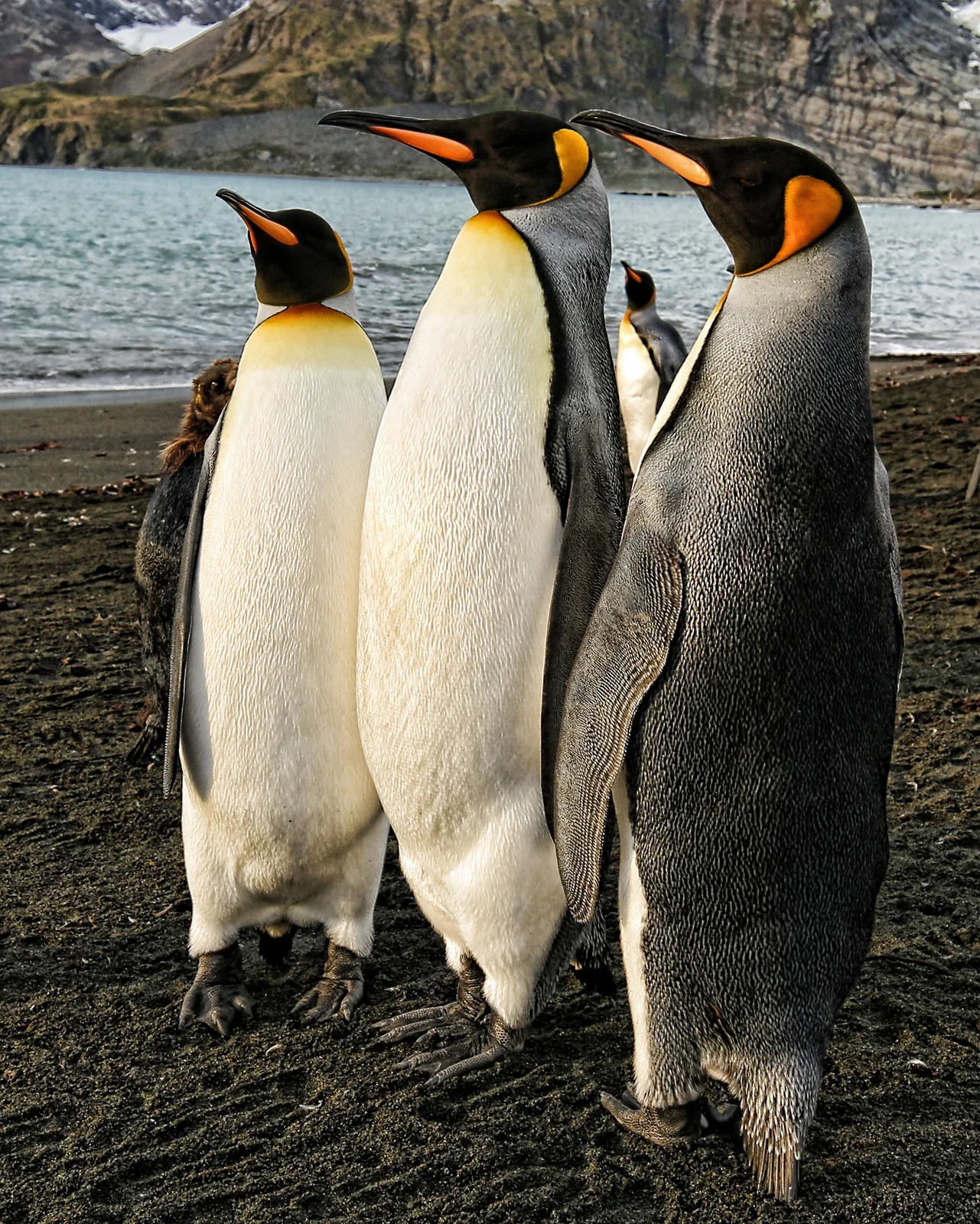 128-three kings.jpg