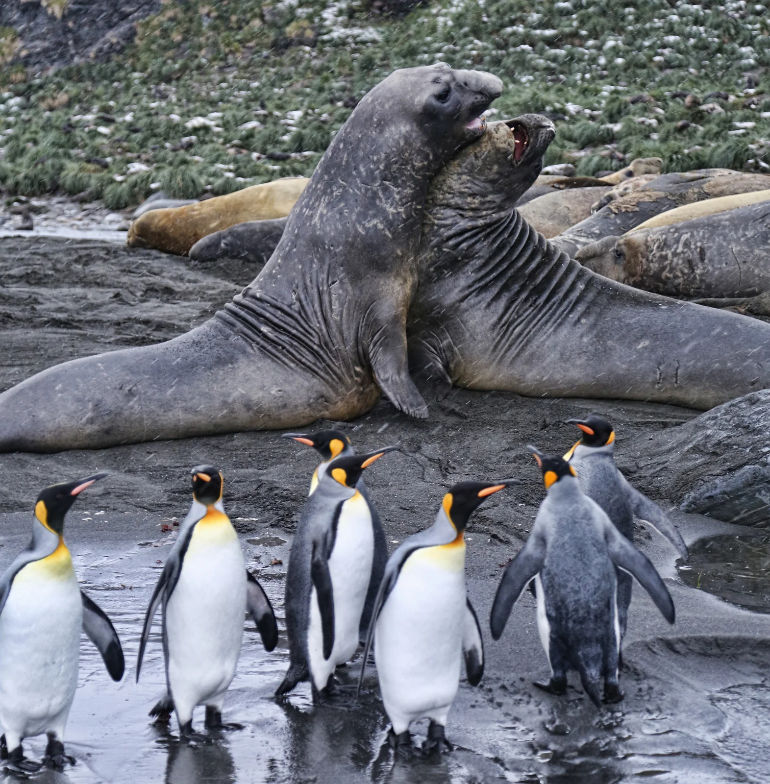 096-gold harbor elephant seals.jpg