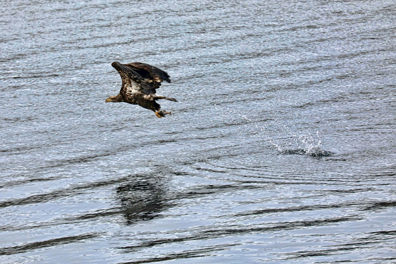 All images: Canon 5Div w/ Canon EF 100-400mm f/4.5-5.6L IS II USM Lens: ISO=1000, 1/1000s, f/8.