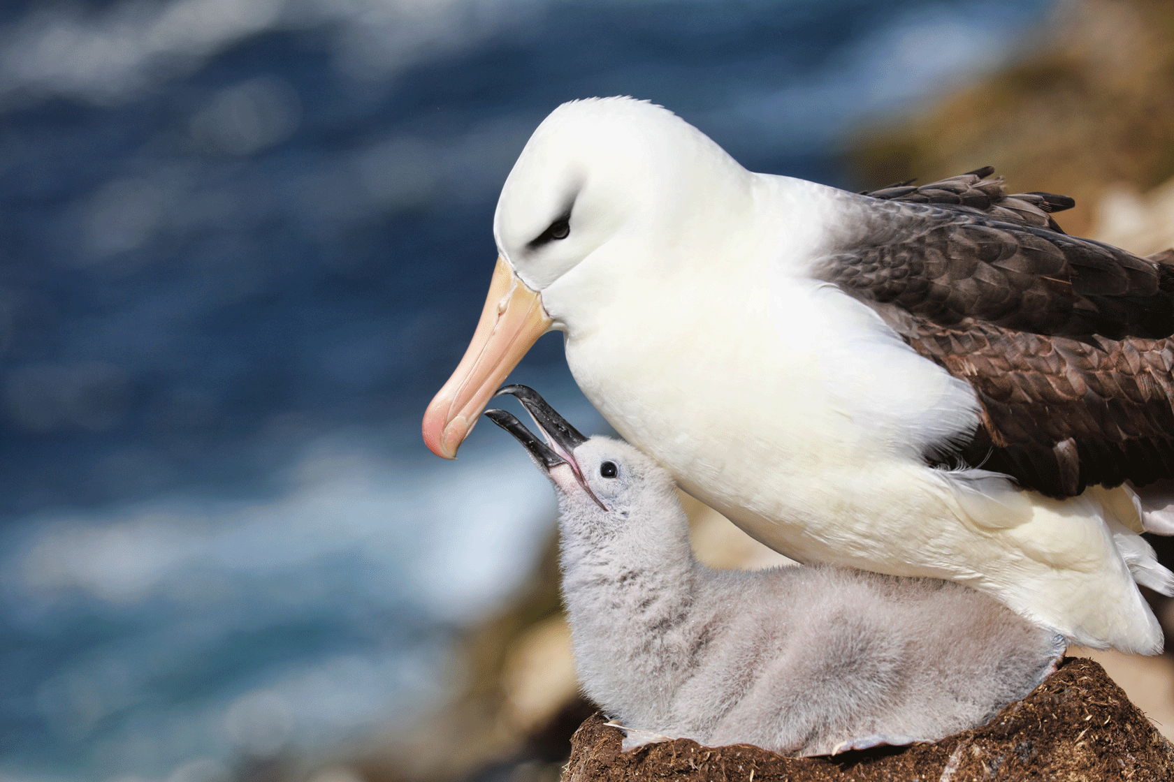 bba-chick-west-island-falklands.gif