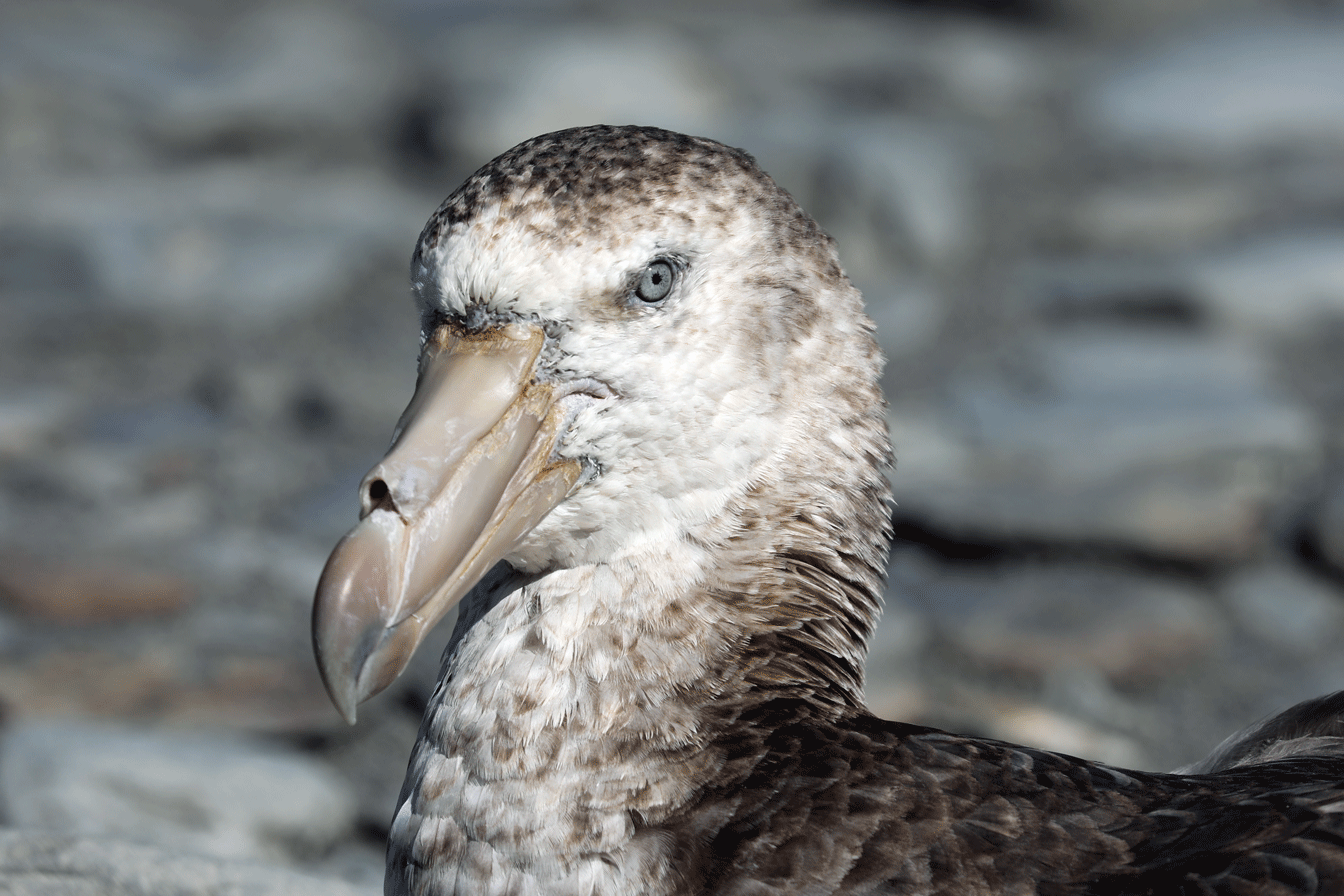 Giant Petrel
