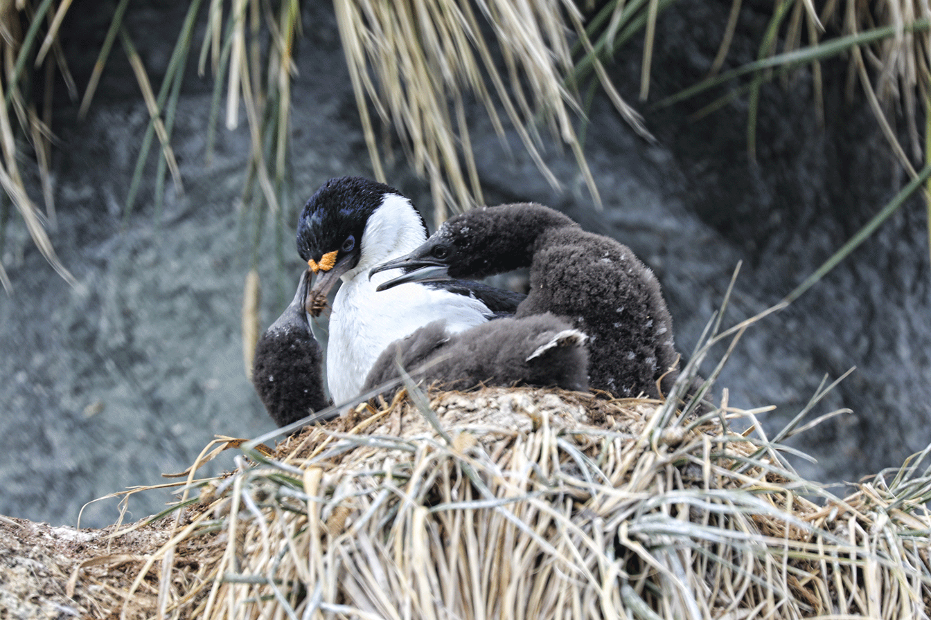 South Georgia Shag