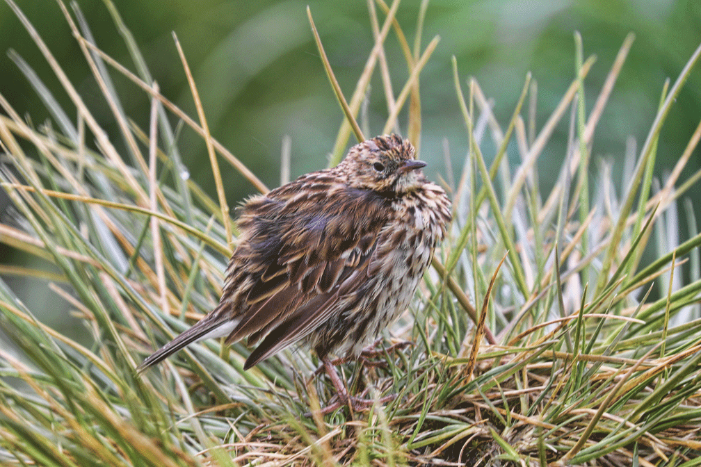 South Georgia Pippet