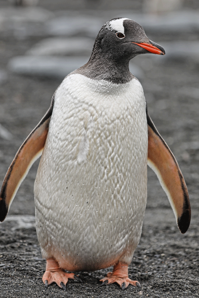 Gentoo Penguin