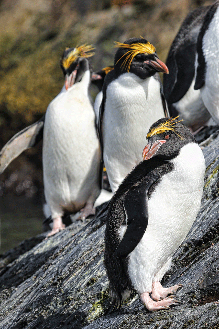 Macaroni Penguin