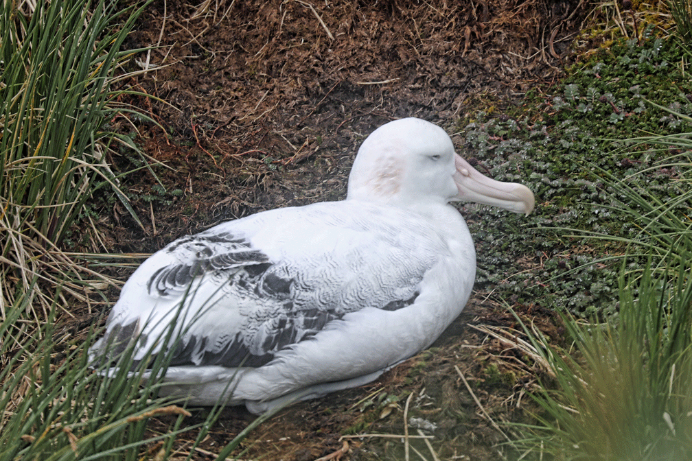 Wandering Albatross