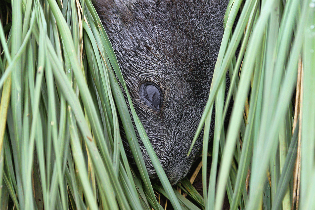 My reflection in an Antarctic fur seal’s eye.