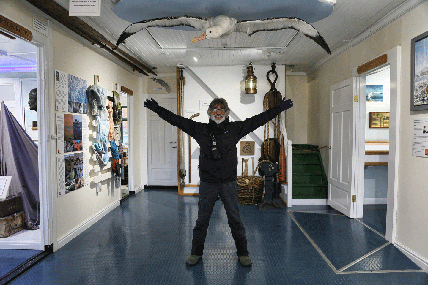 Inside the museum, a juvenile Wandering Albatross with a nine foot wingspan!
