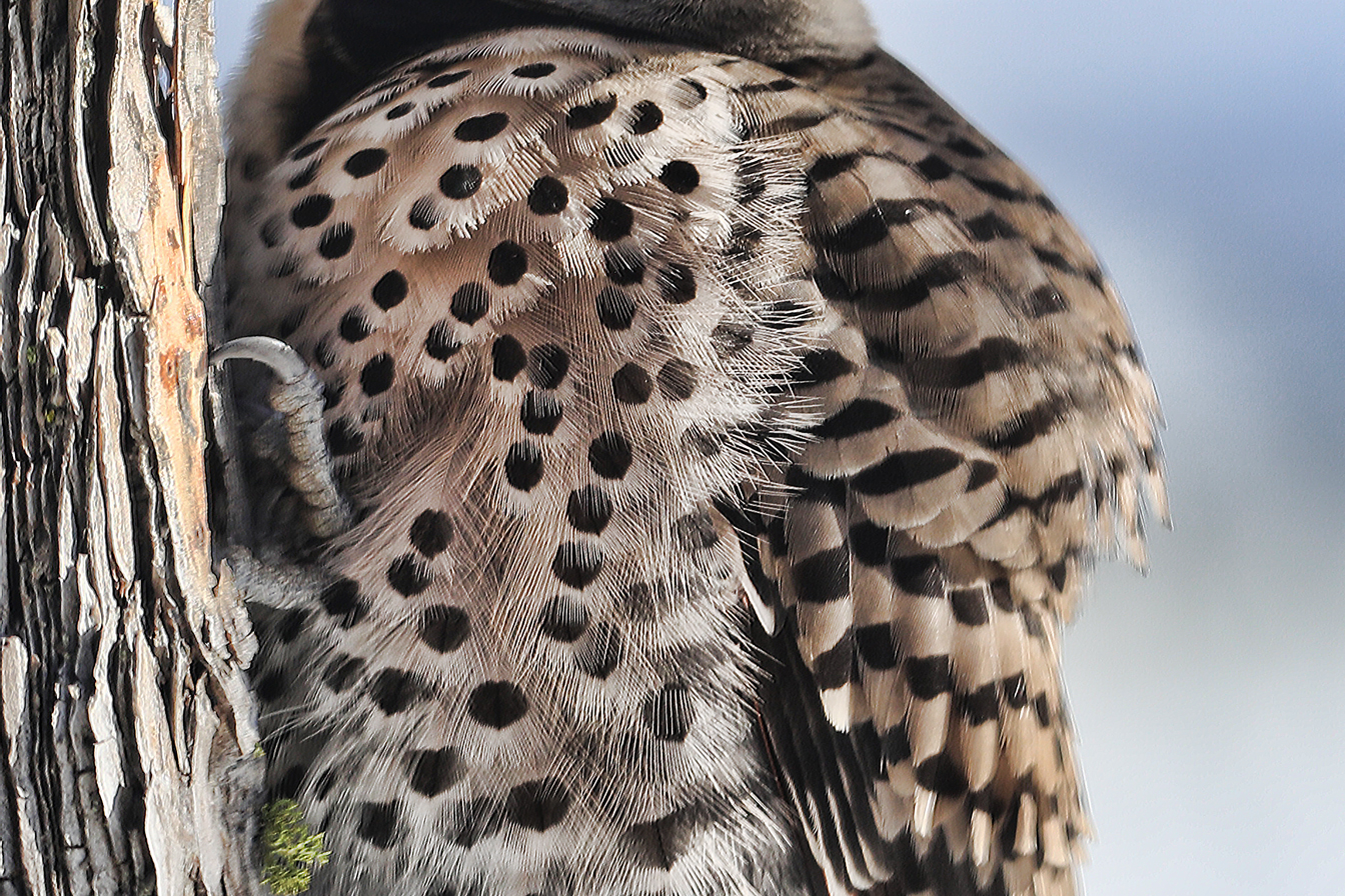 Close-up of breast feathers in image above.