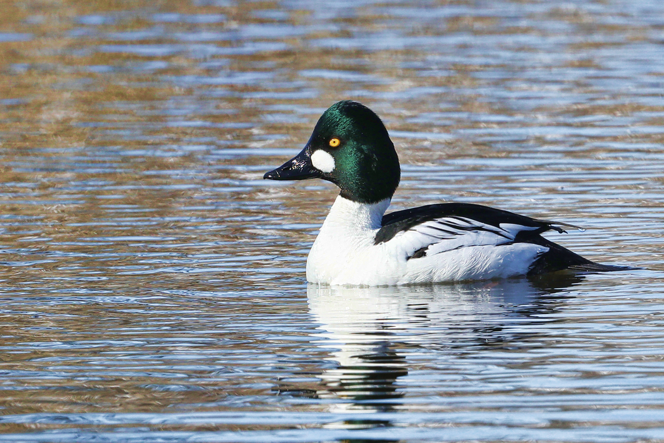 Male common goldeneye.