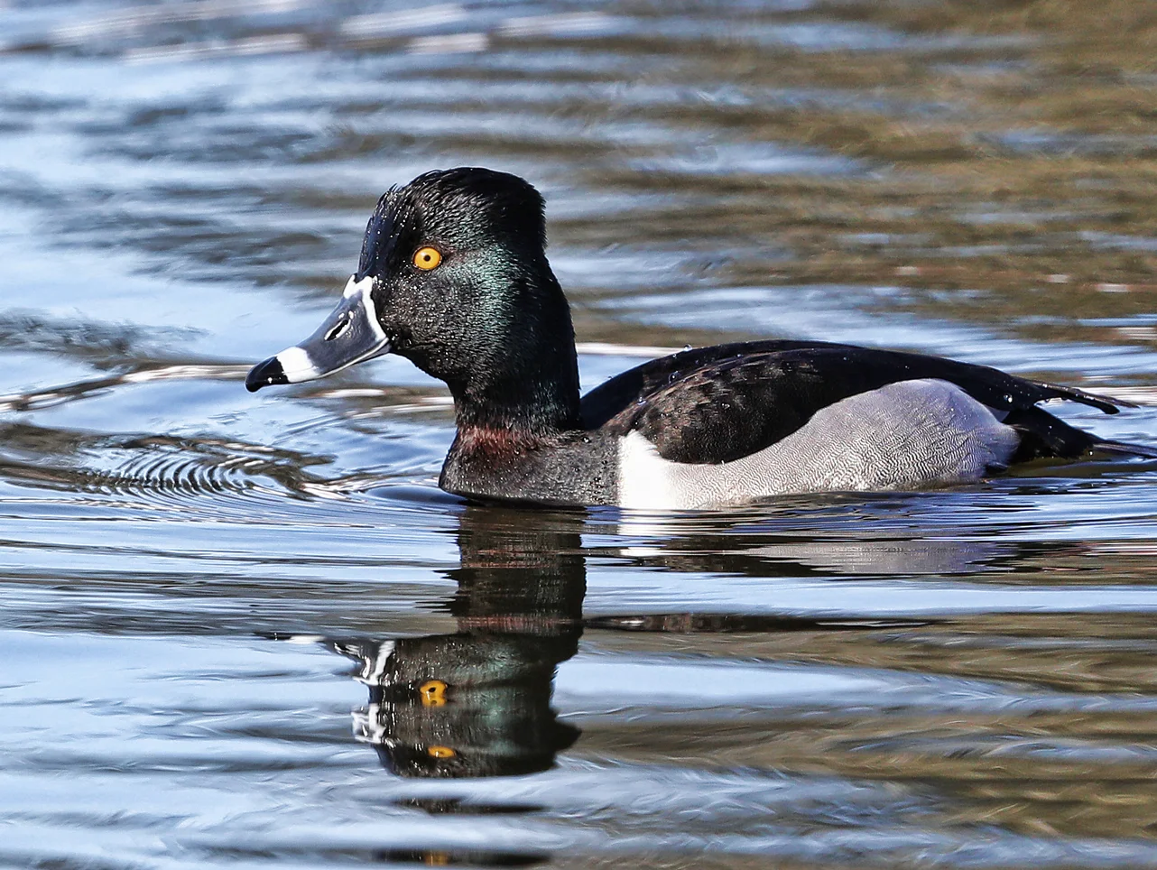ring-necked-duck-3.jpg
