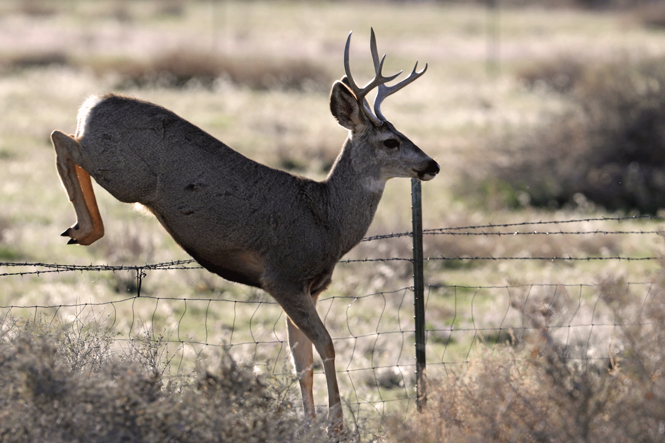 mule-deer-jumping-fence-3.gif