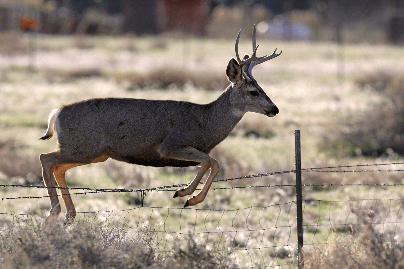mule-deer-jumping-fence-2.gif