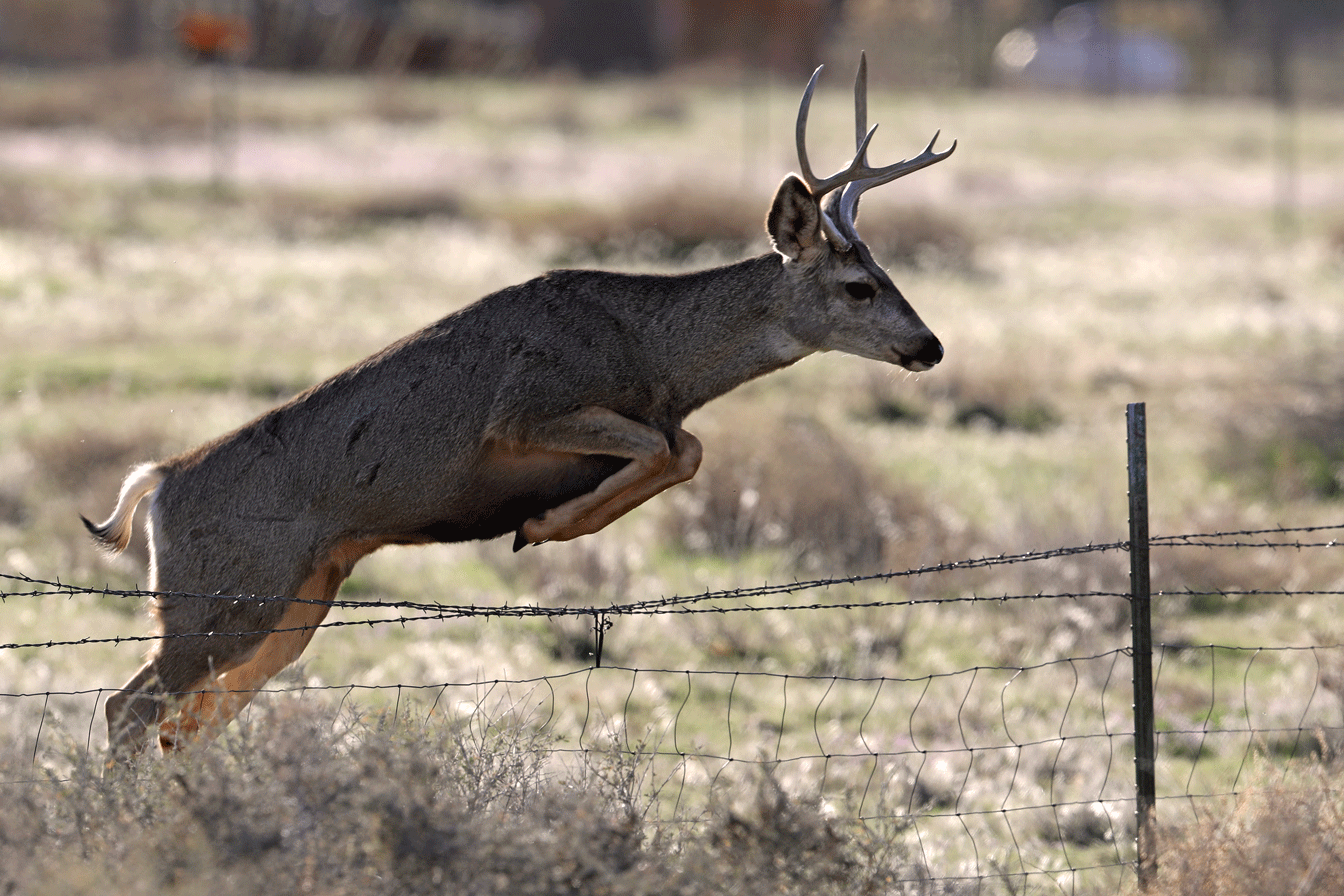 mule-deer-jumping-fence-1.gif