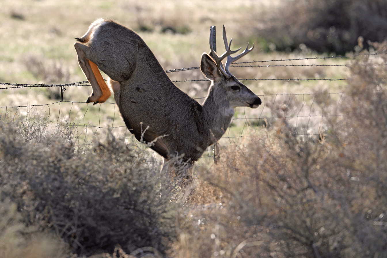 mule-deer-jumping-fence-4.gif