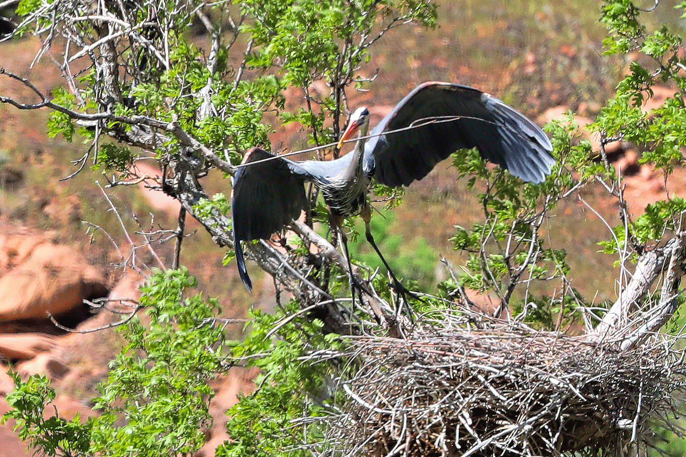 The male hopped over to an adjacent nest, picked around a bit, and plucked a selection and returned to the other nest.