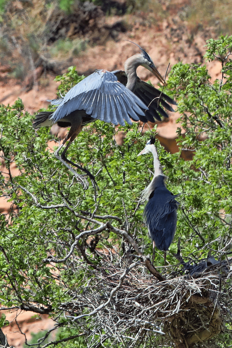The twig is delivered to the nest that the female has clearly preferred. This suggests that the last mating pair to arrive inherits the last ratty nest in the heronry.
