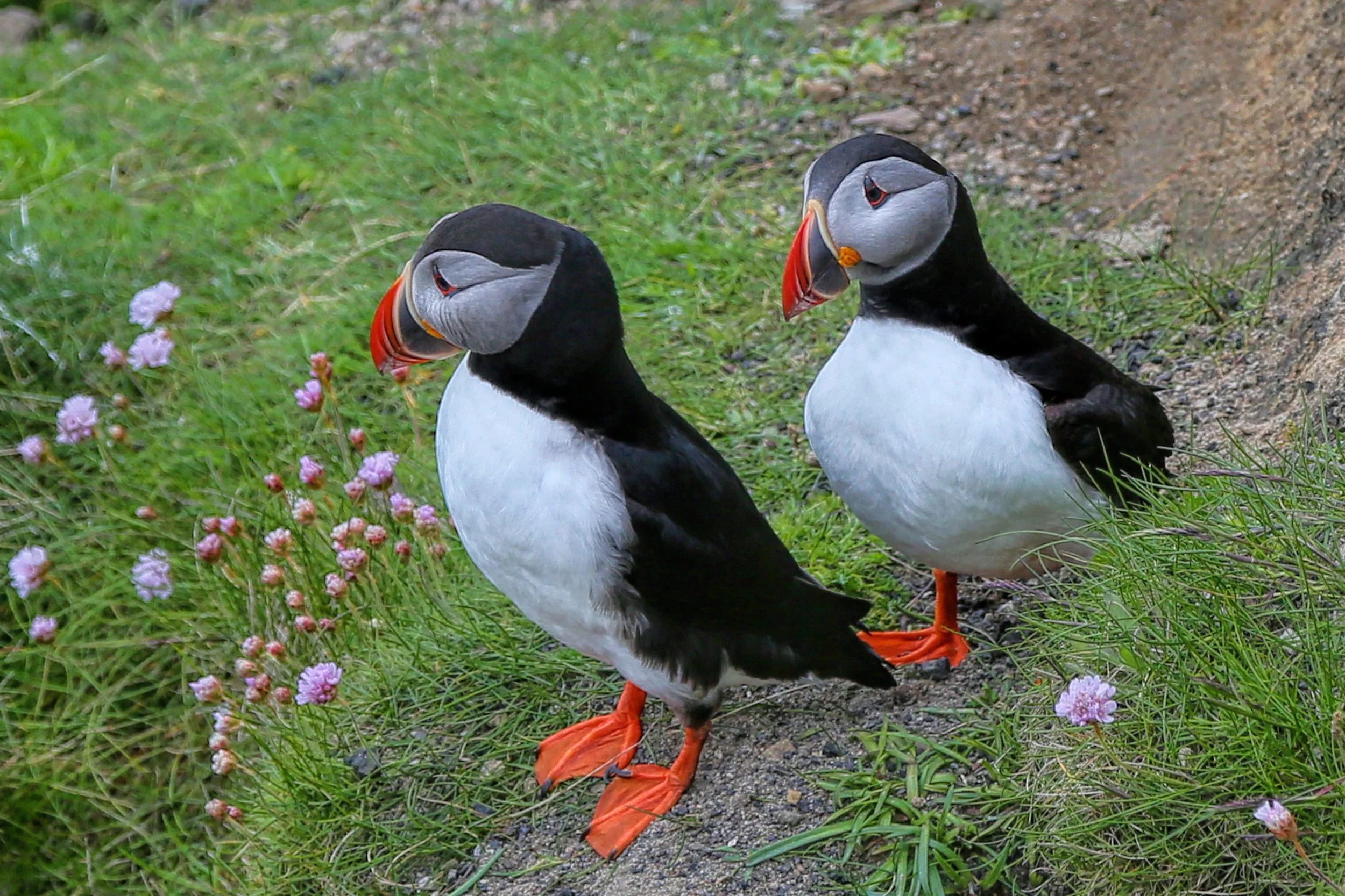 Charismatic Atlantic Puffins.