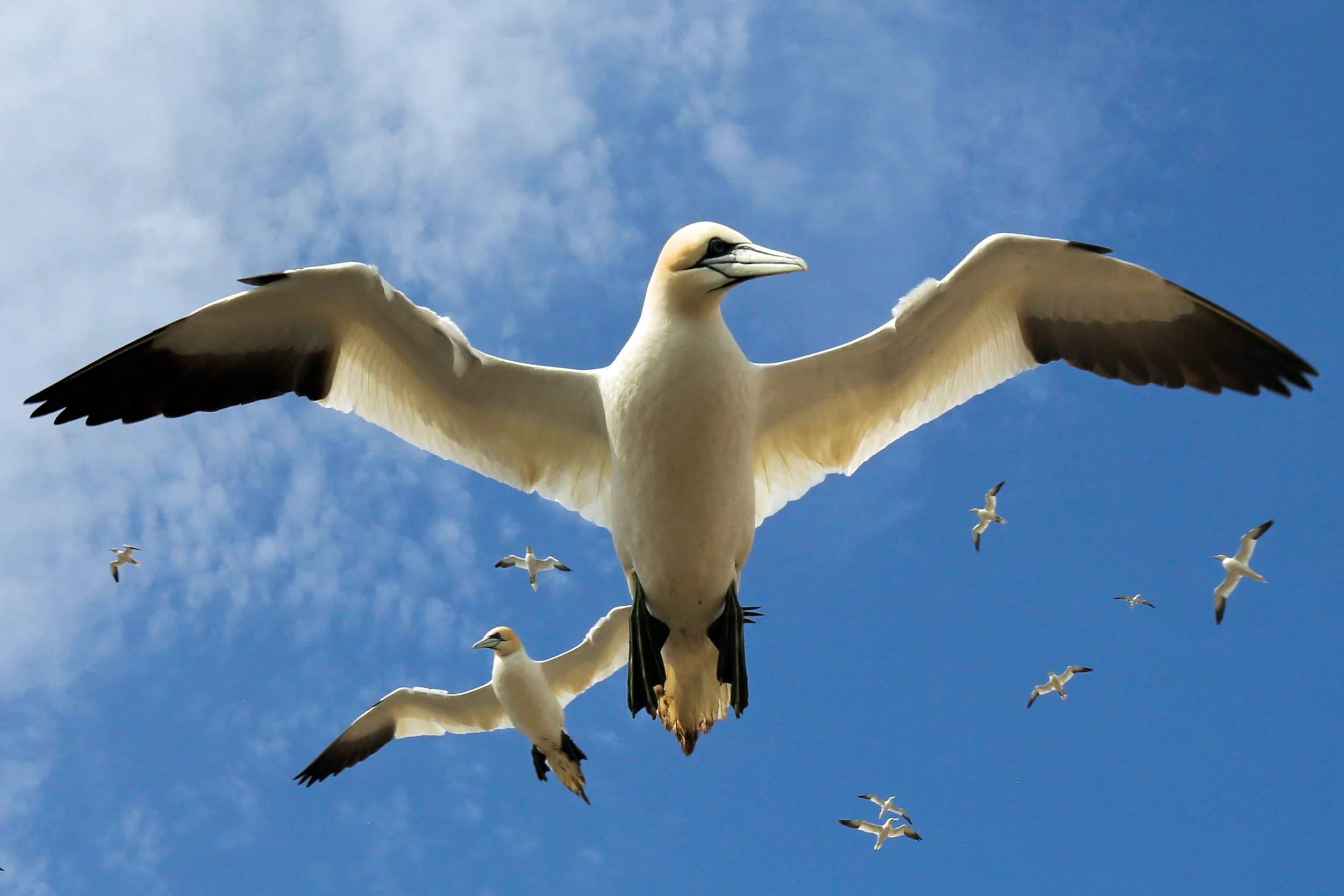 Gannets galore at Bass Rock in the Firth of Fourth!