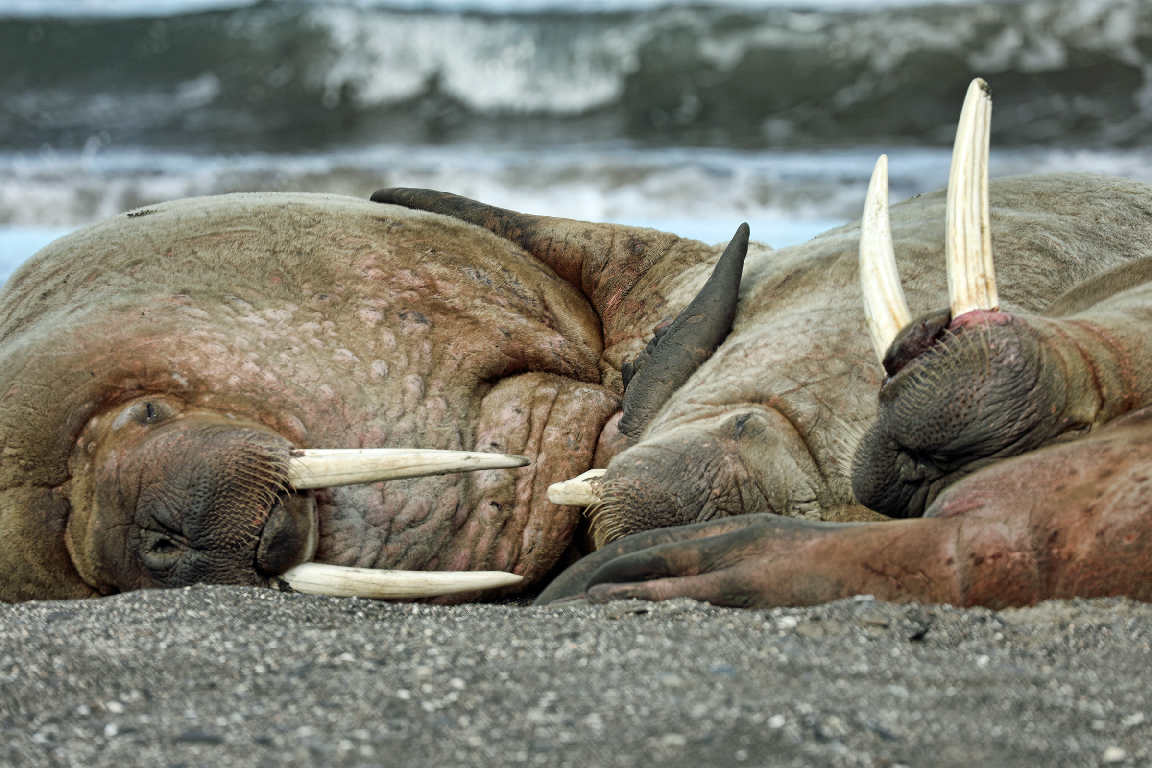 Slumbering walrus.